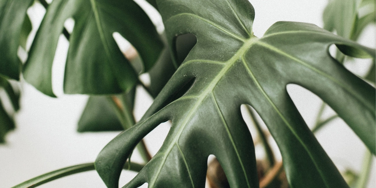 Hello Sticky - Shop - Peel & Stick Removable Wallpaper - Collections - Curated Collections - Urban Jungle Wallpaper